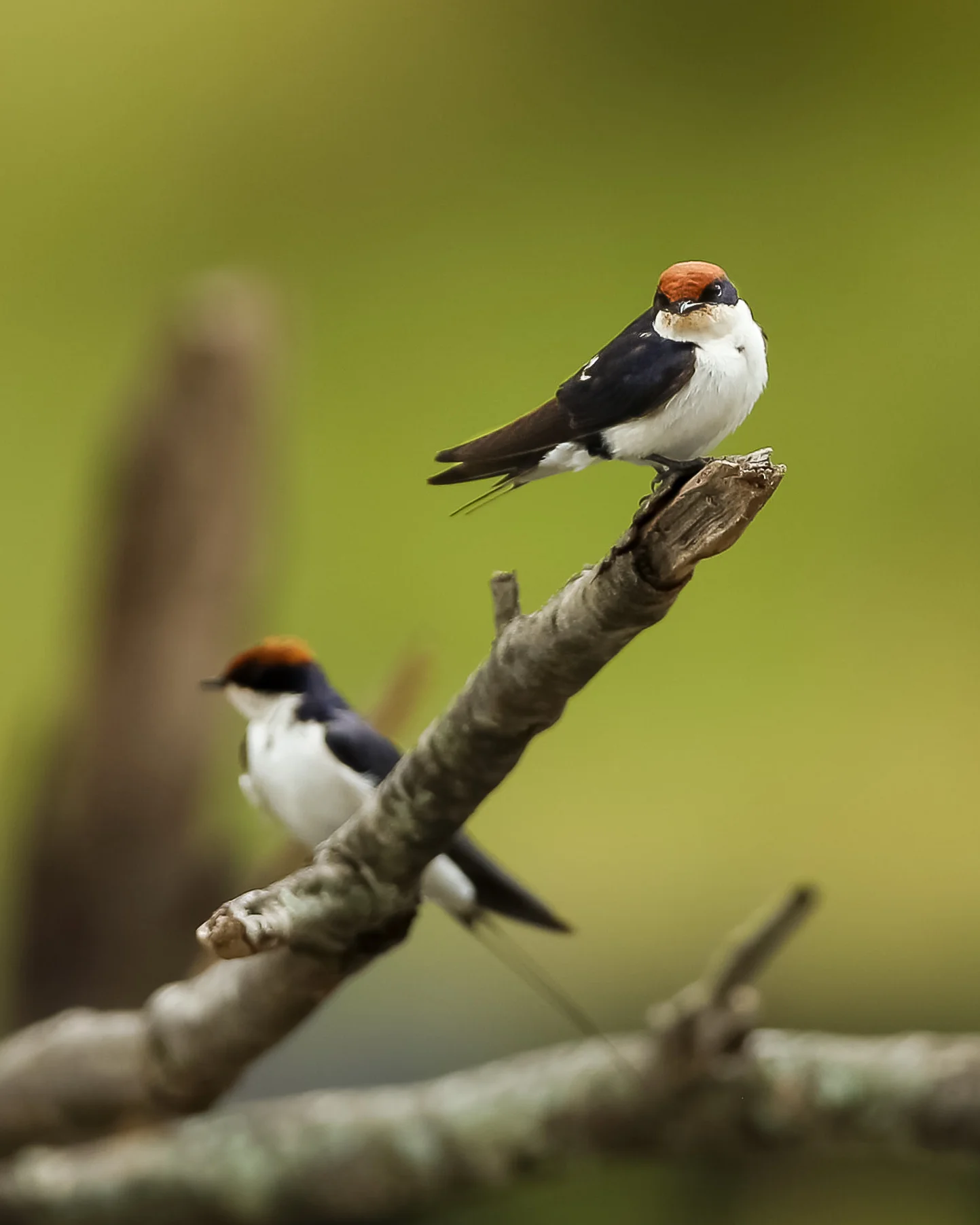 Wire-Tailed Swallow-2021.jpg