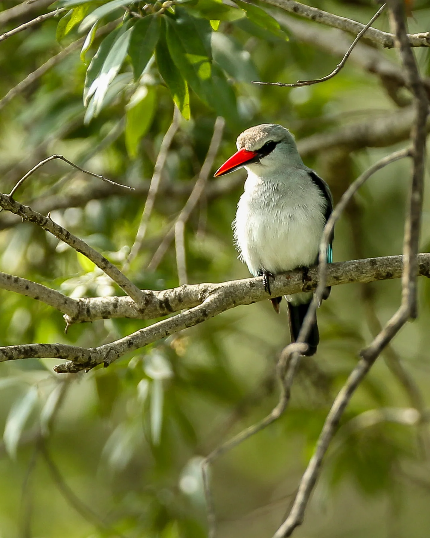 Woodland Kingfisher-1003.jpg