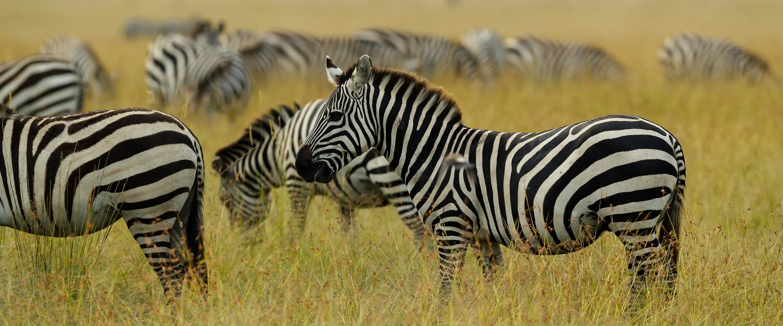 Zebra on the Masai Mara Plaines-0962.jpg