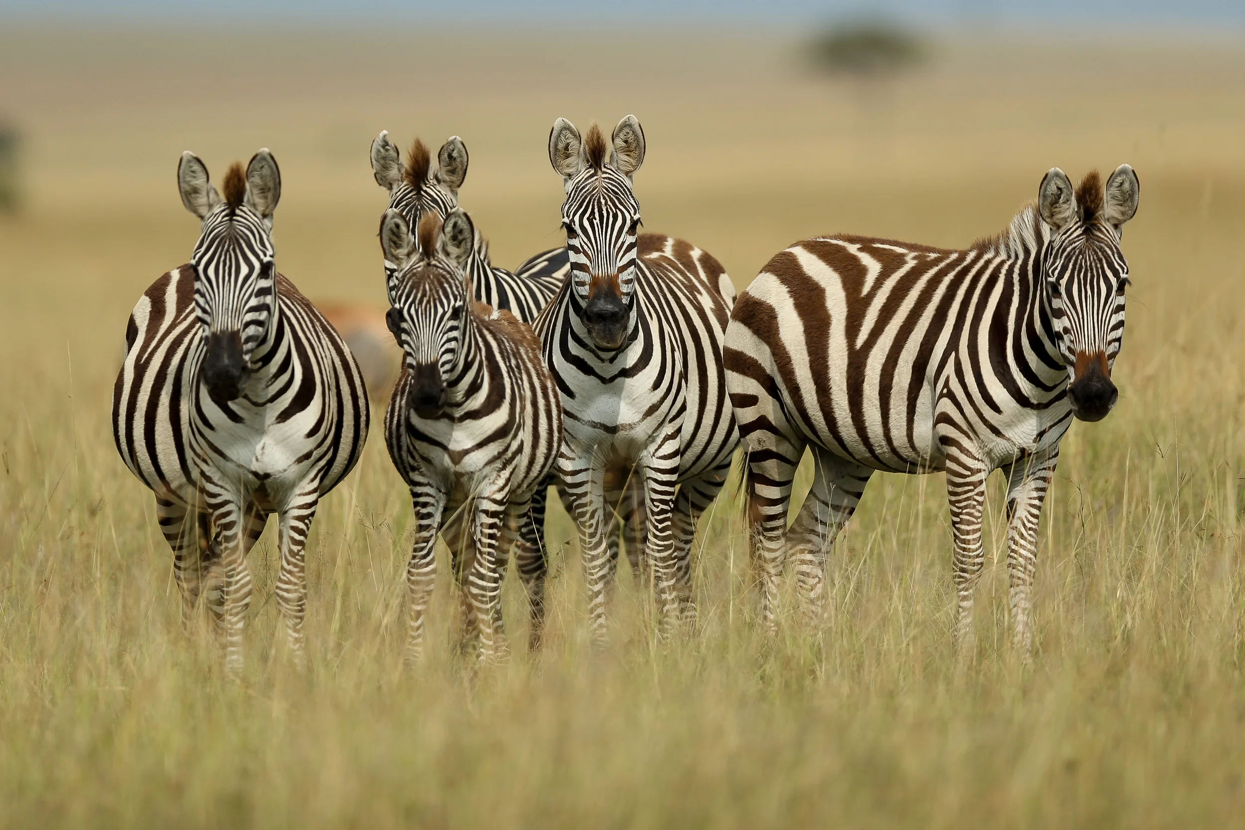 Zebra x5-1025.jpg