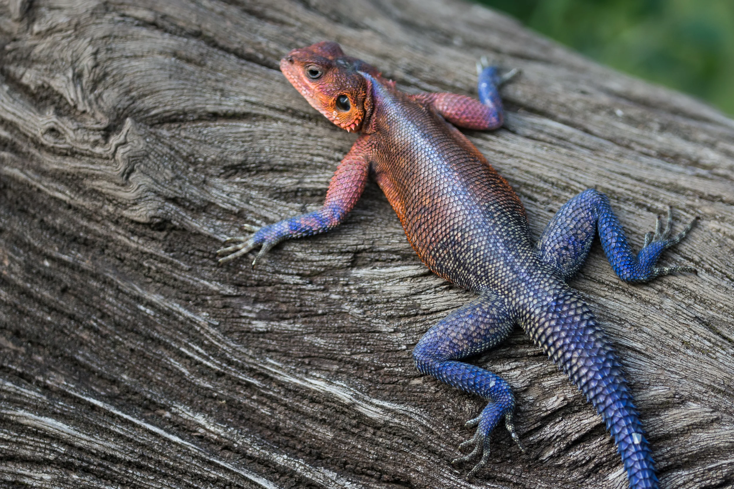 2 Agama-1348.jpg