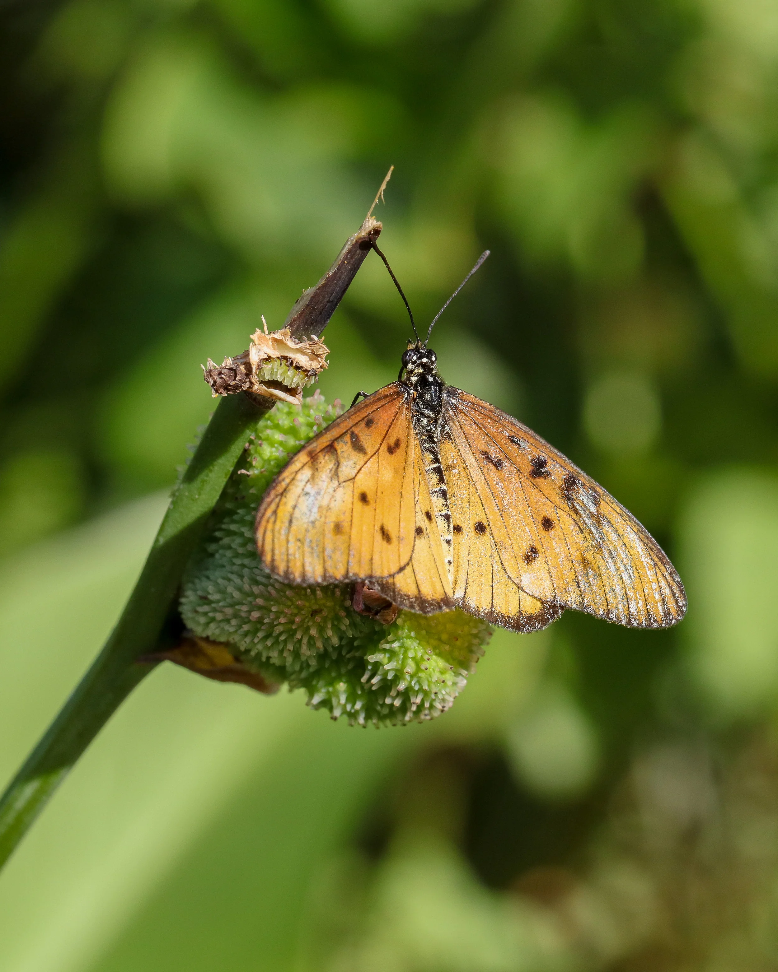 2 Butterfly-0499.jpg