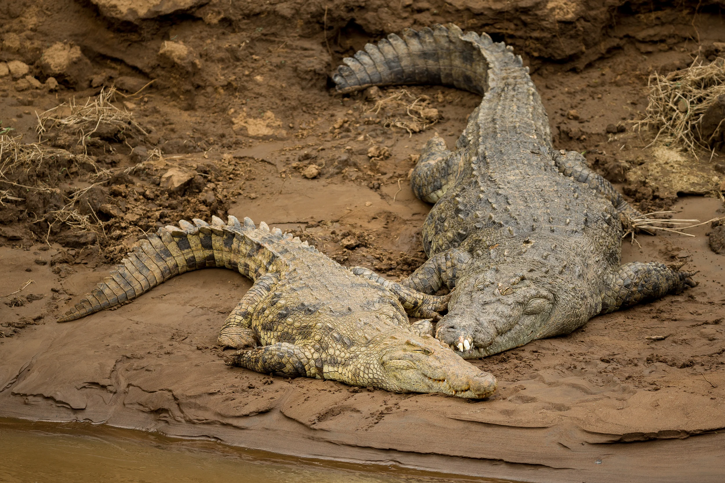 2 Croccodile-1530.jpg