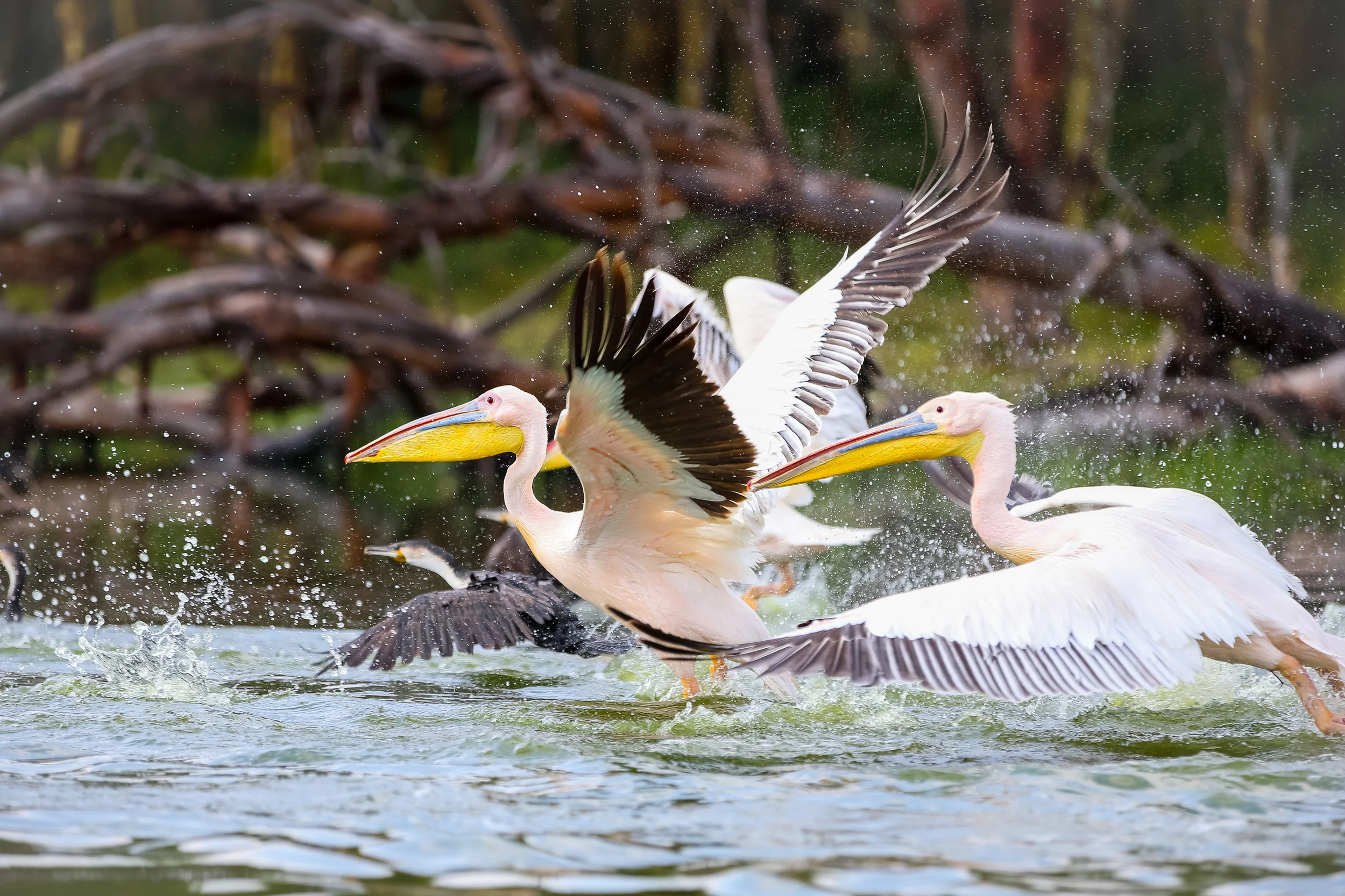 2 Great White Pelican-1205.jpg