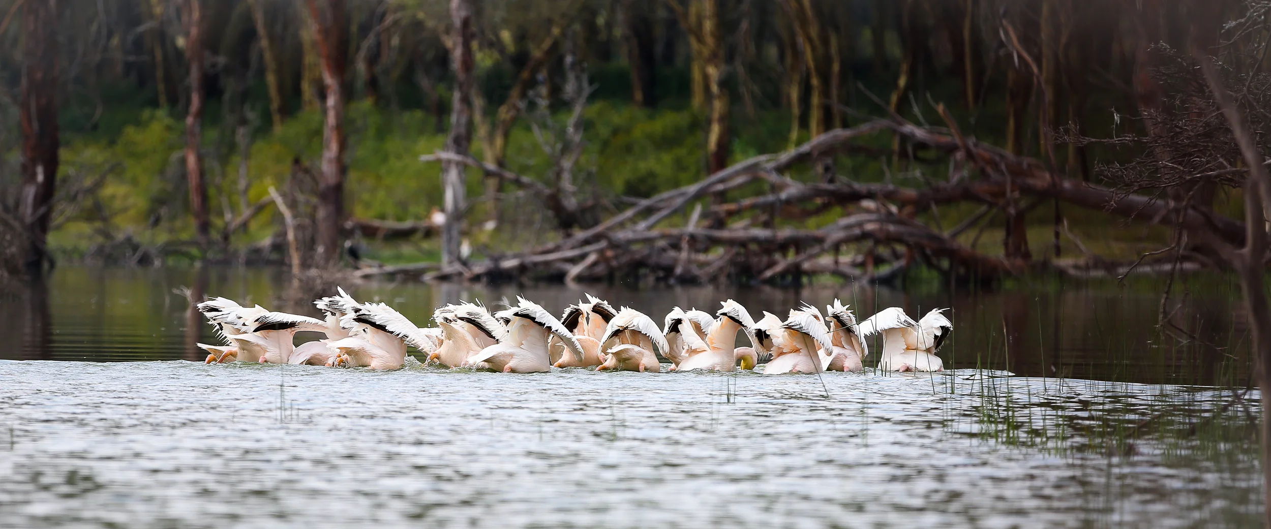 2 Lesser Flamingo-1196.jpg