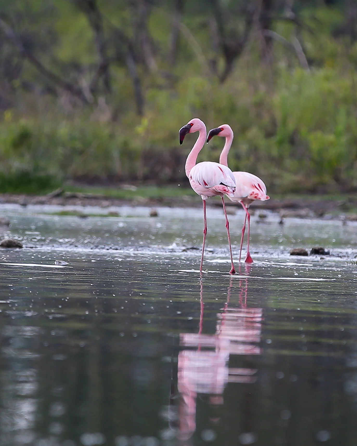 2 Lesser Flamingo-1223.jpg
