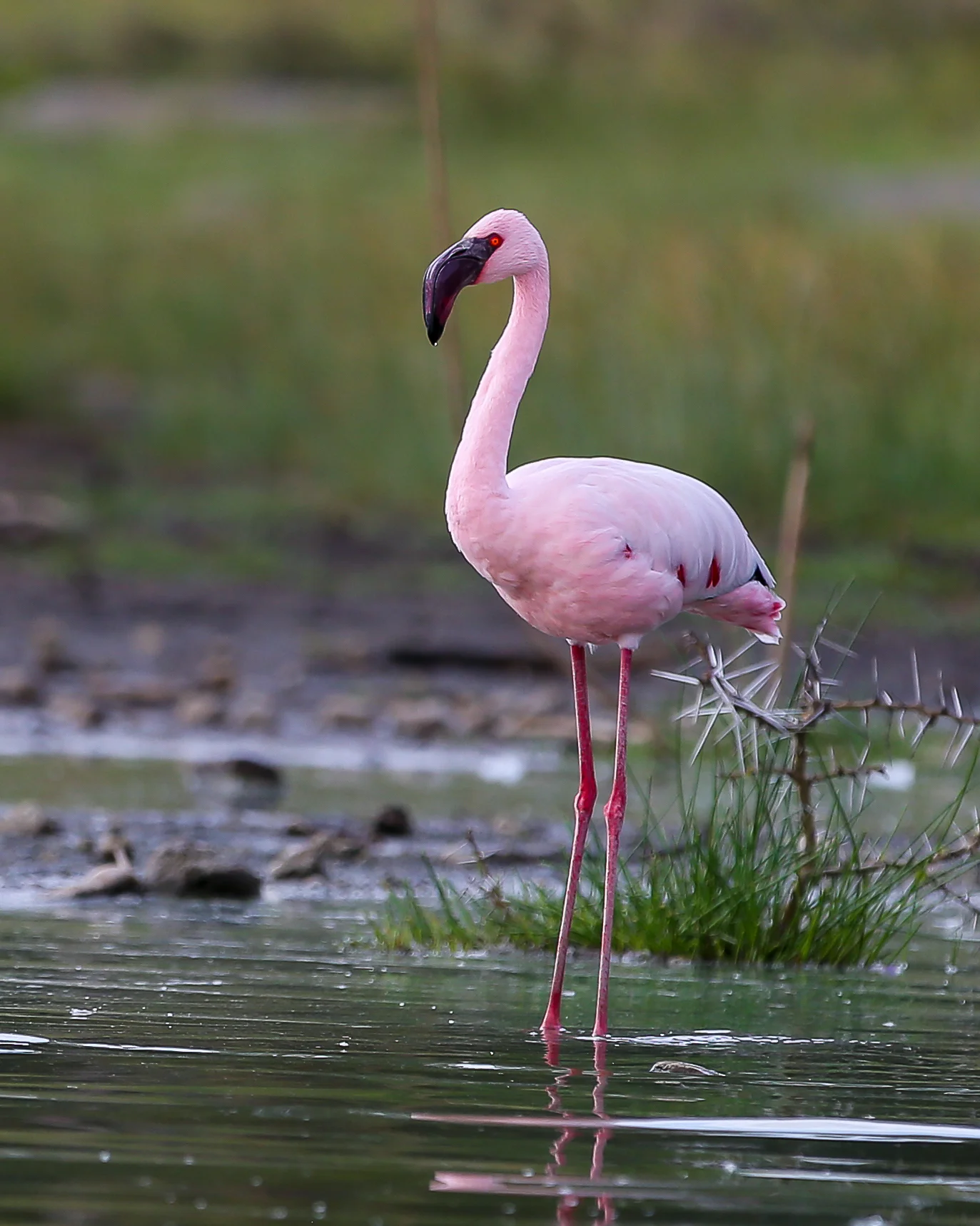 2 Lesser Flamingo-1228.jpg