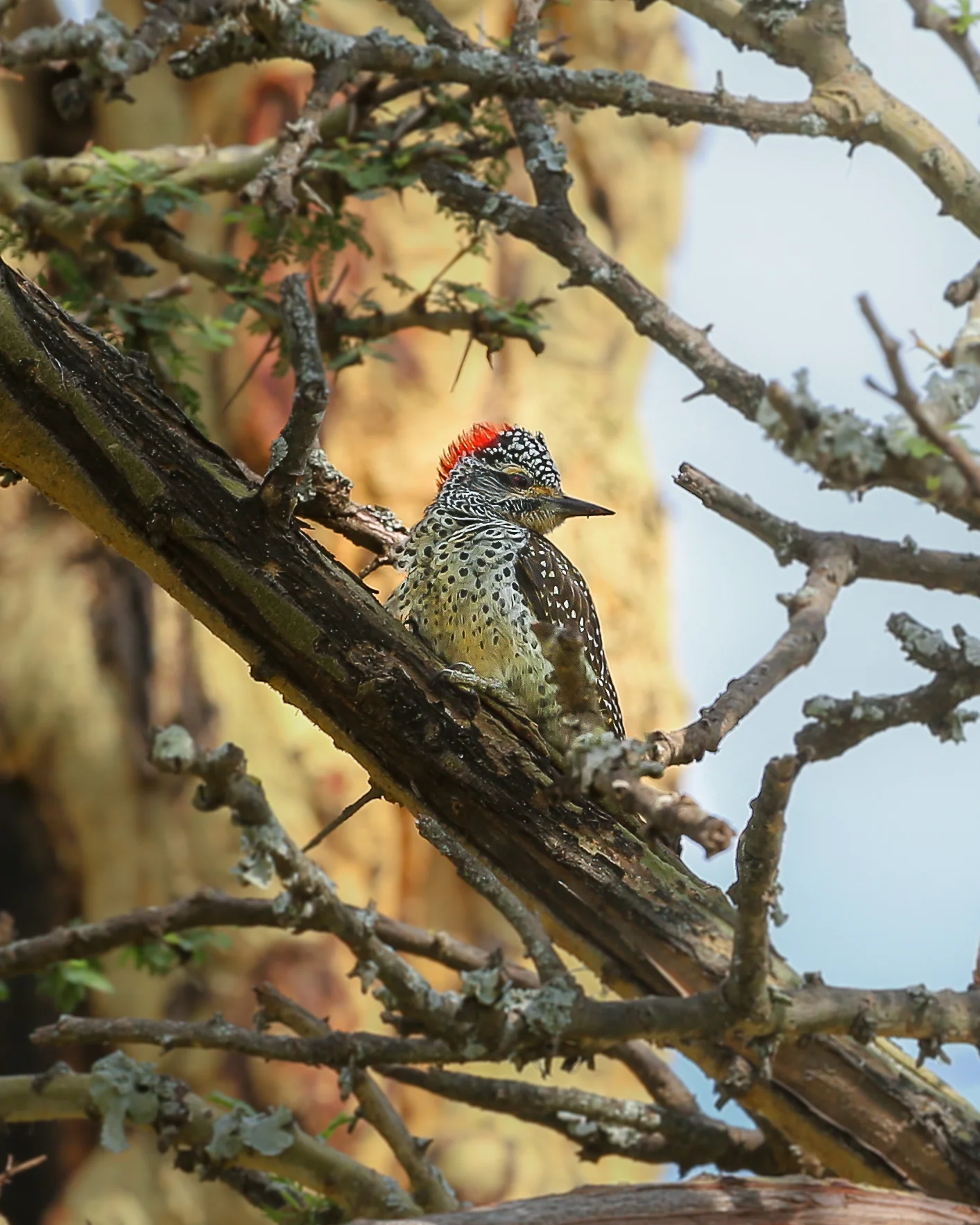 2 Nubian Woodpecker-1304.jpg