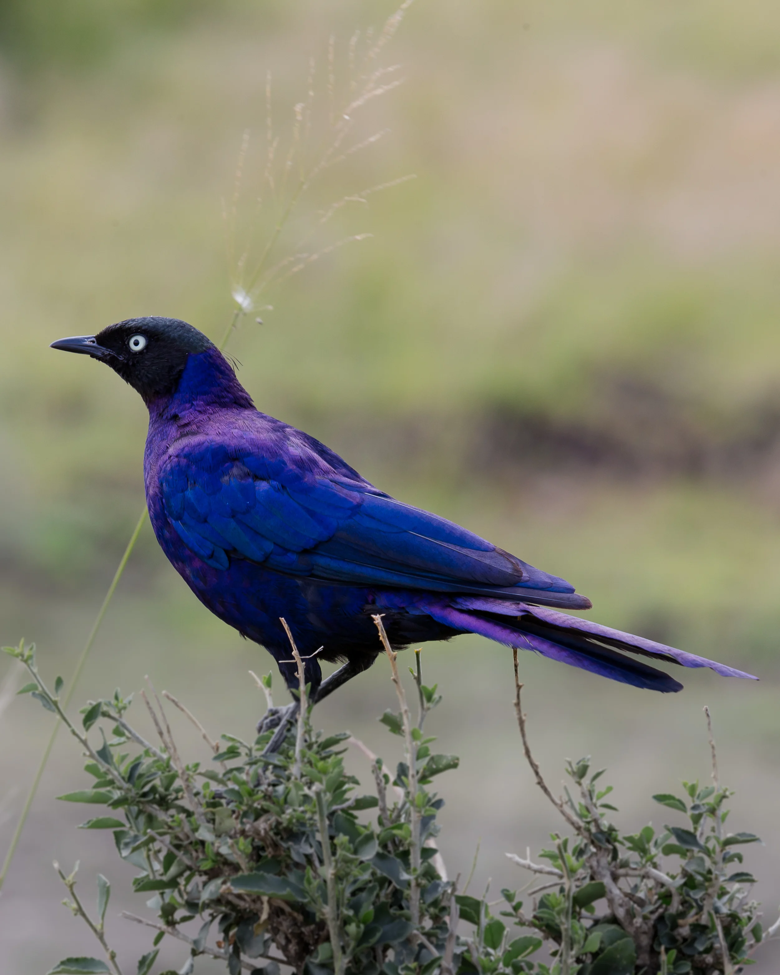2 Starling-2016.jpg