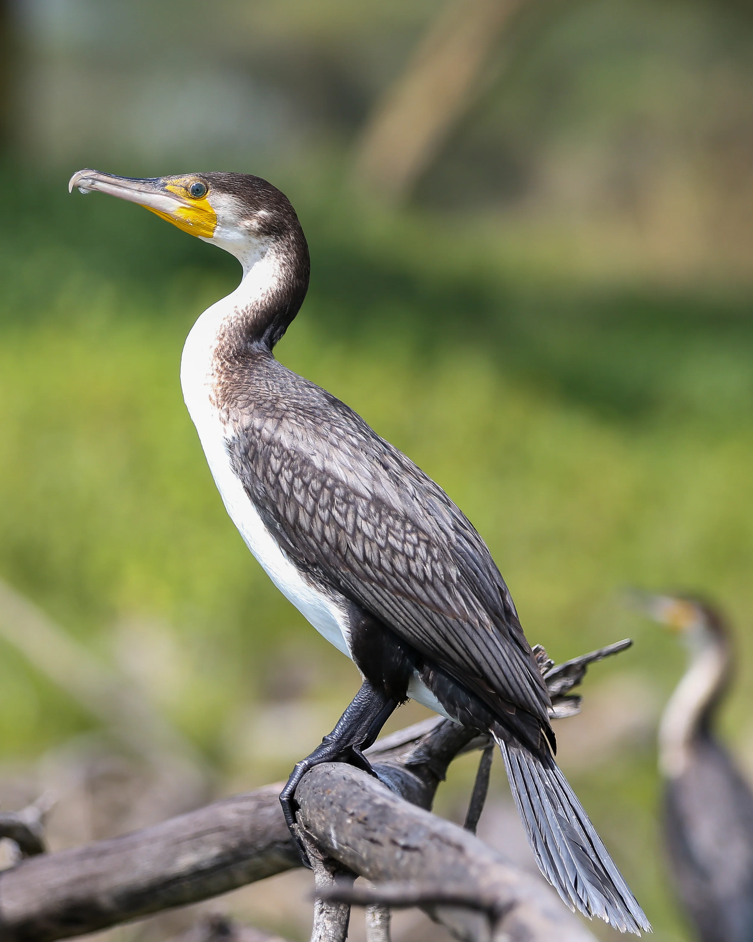 2 White-Breasted Cormorant-1177.jpg