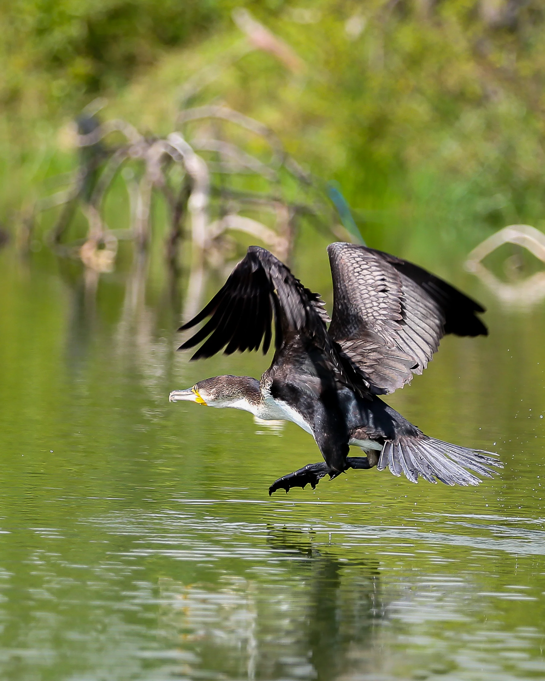 2 White-Breasted Cormorant-1180.jpg