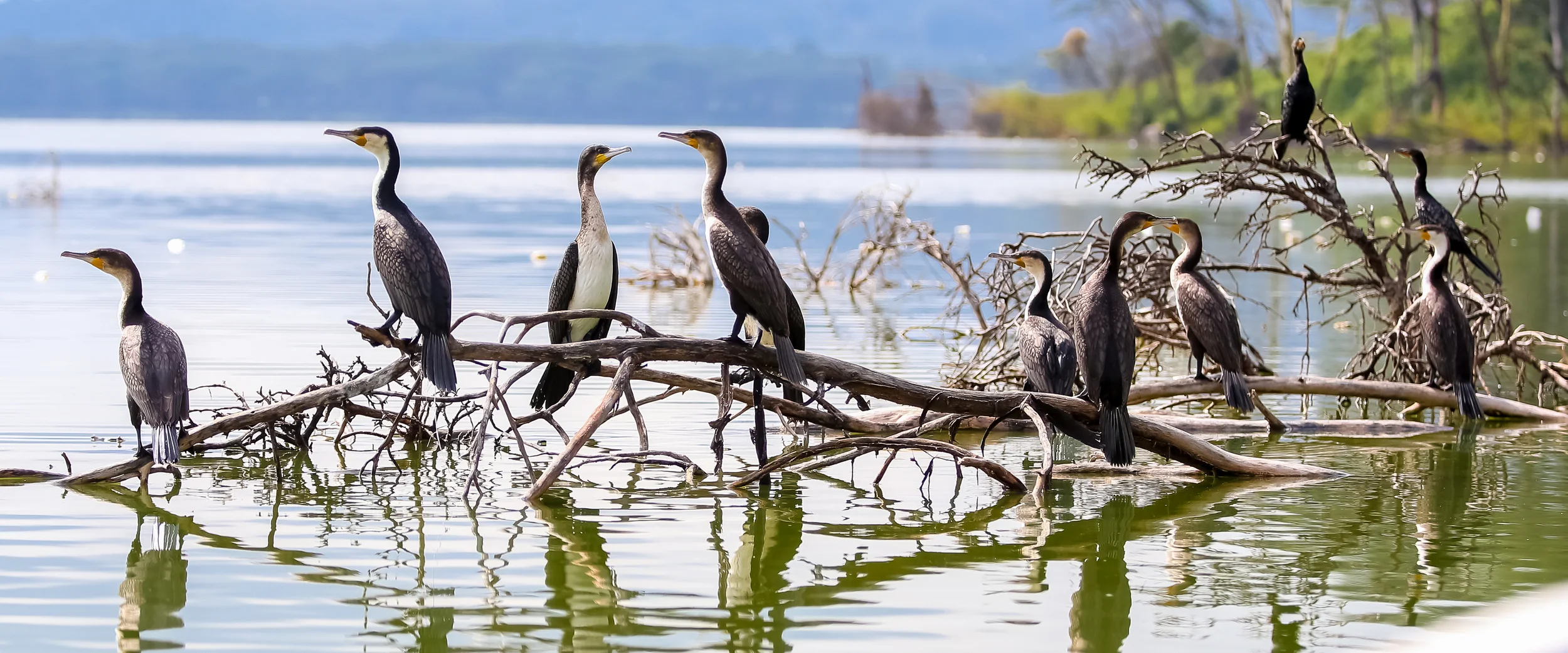 2 White-Headed Cormorant-1175.jpg