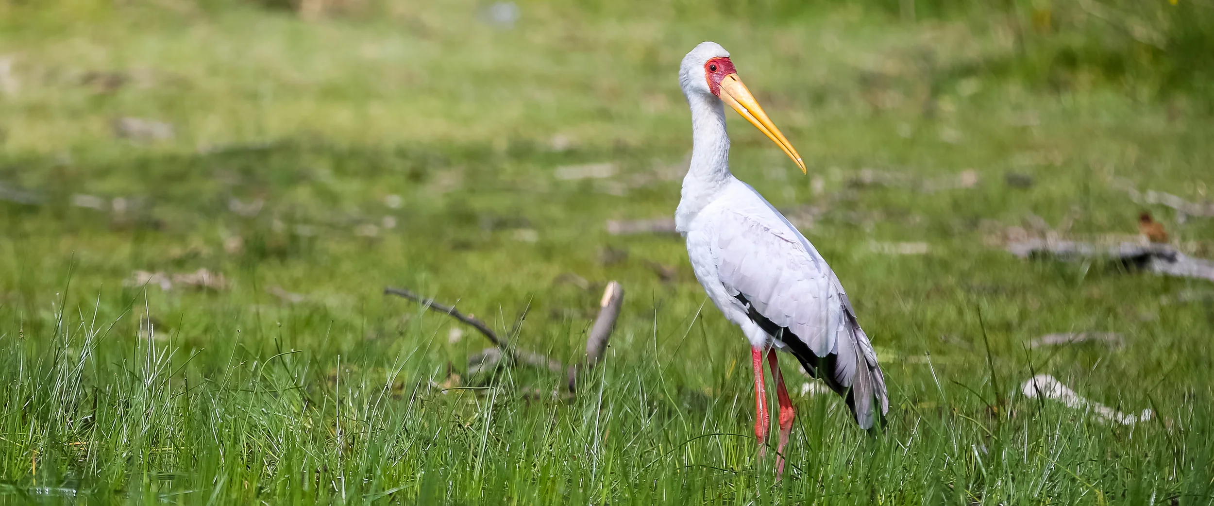 2 Yellow-Billed Stork-1186.jpg