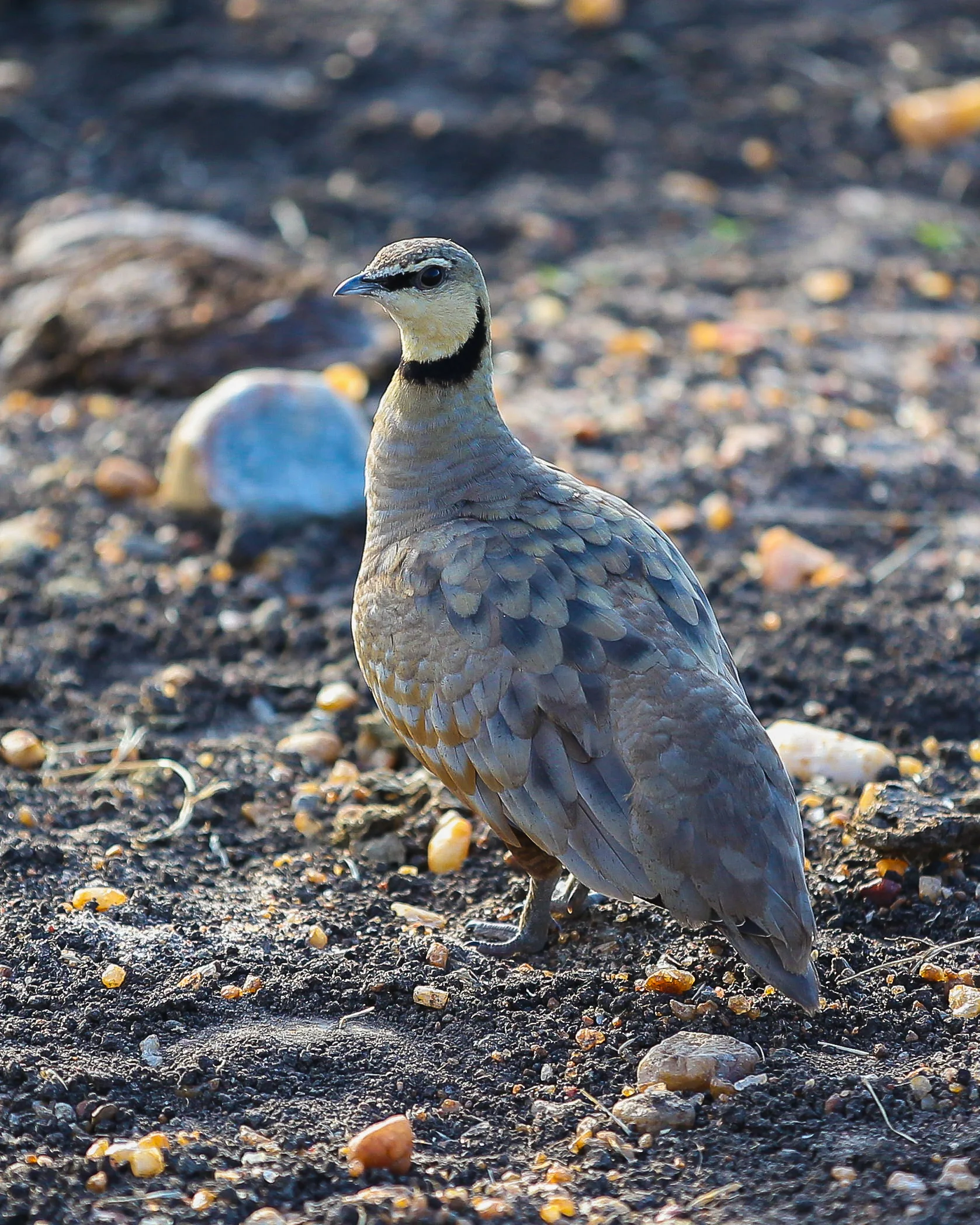2 Yellow-Throated Sandgrouse-0235.jpg