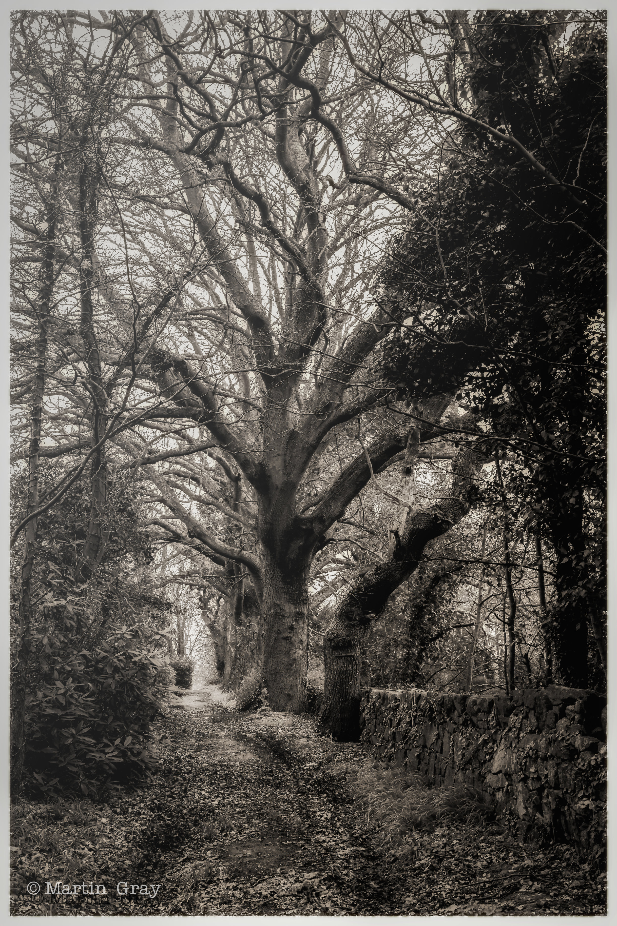 'Where the wild things are'... A woodland path in Guernsey...