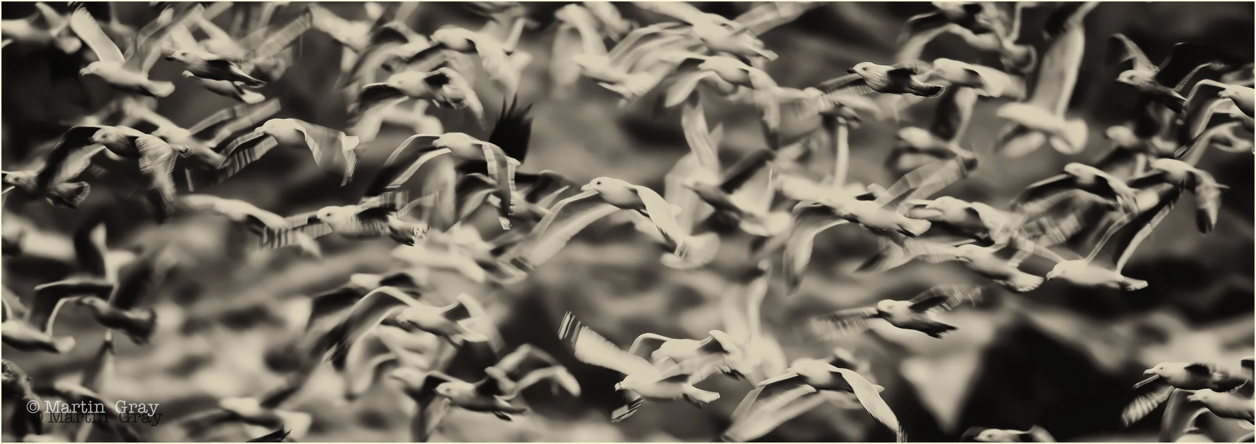 'Gulls in a blurry world"... Gull fest at the local Mont Cuet landfill site...