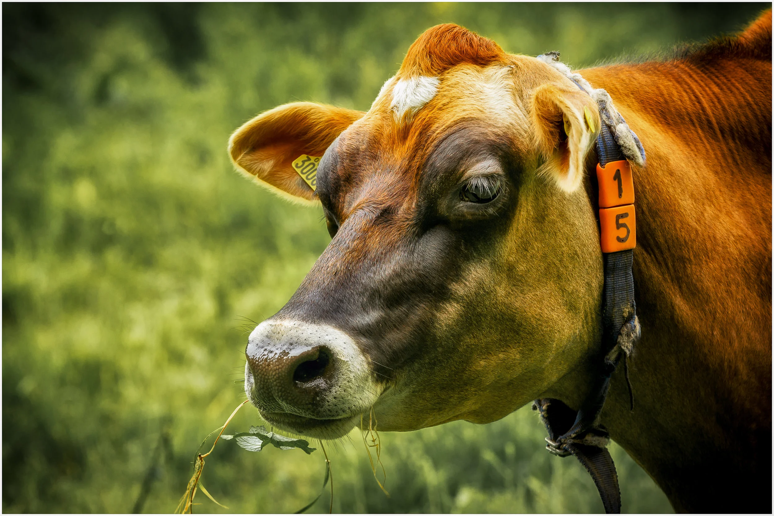 'Jersey lunch'... The Jersey cow at lunch....