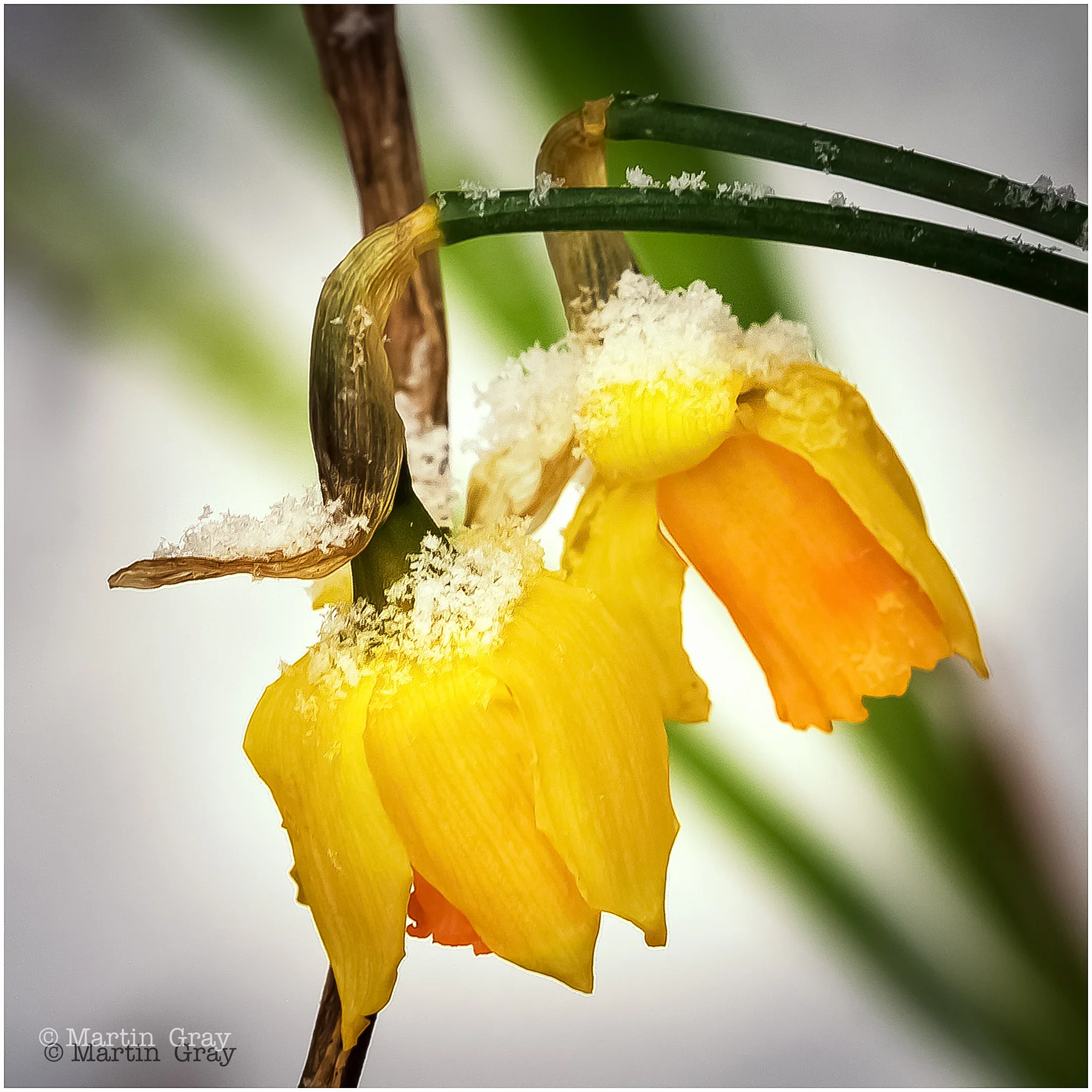 'Hang in there Daff'... Snow made a rare visit to Guernsey!
