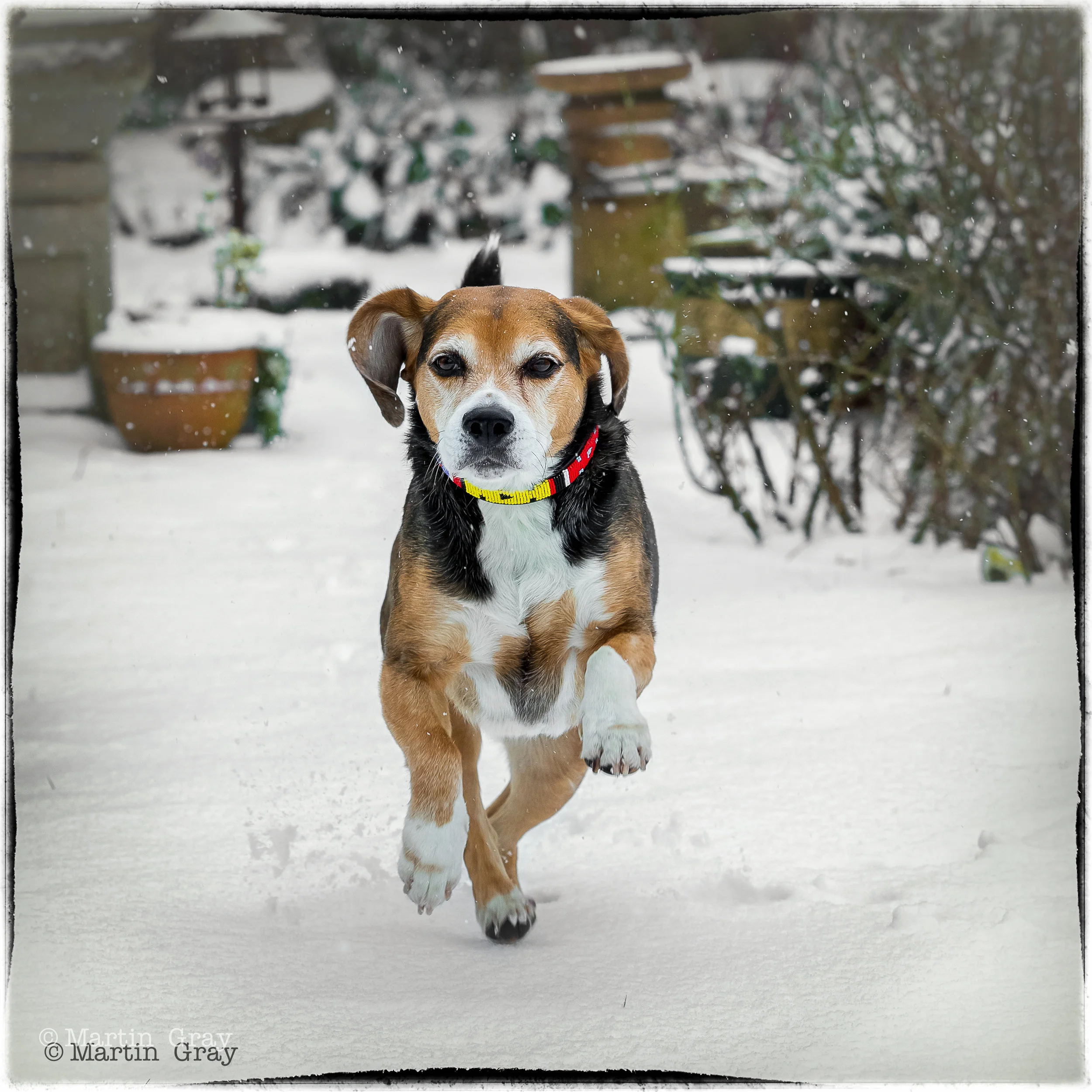 'Micki'... Had a one take rapid shot of Micki who subsequently ran straight passed me and back indoors!