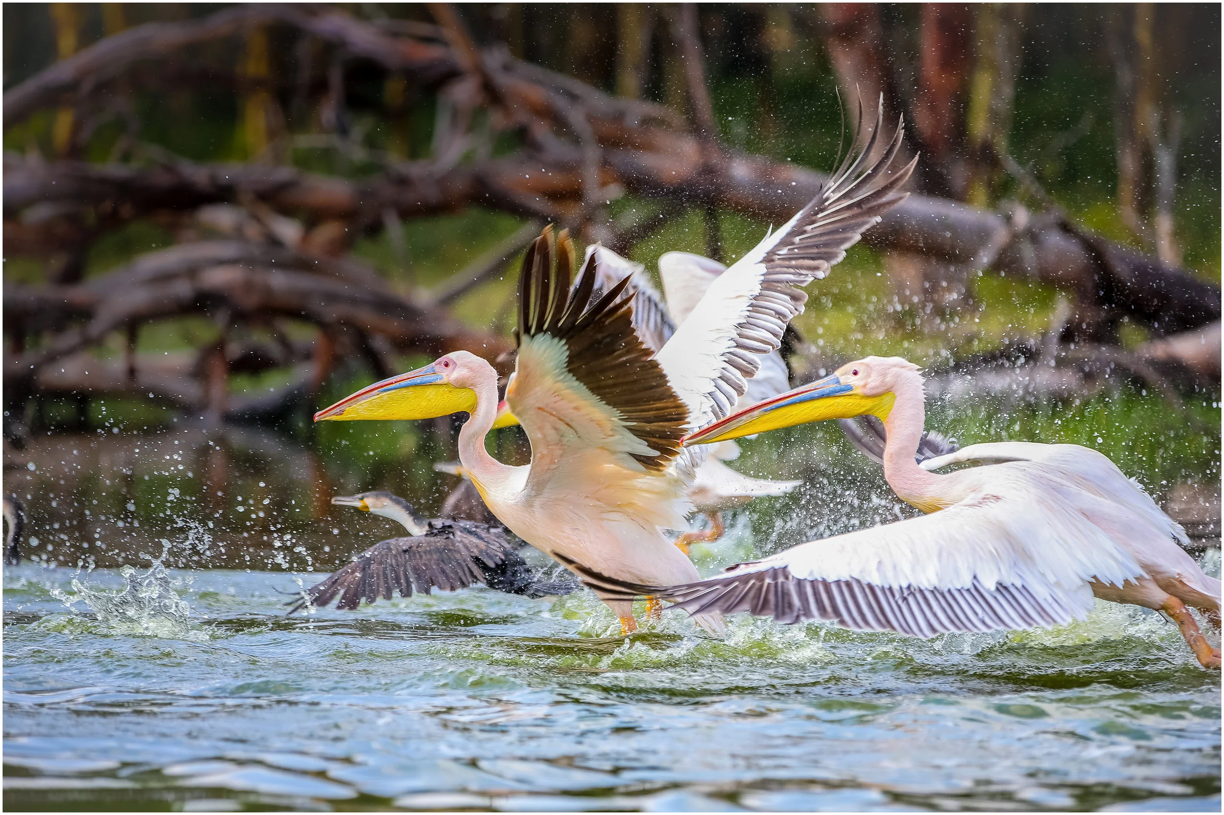 ‘Flight of the Pelicans’… Great White Pelicans taking flight…