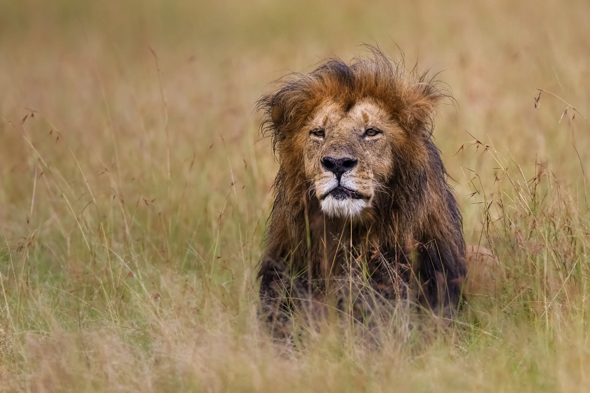 ‘Lipstick - A Masai Mara Lion’ … Wessex Dragons Exhibition 2019 - Nature Acceptance… Hoylake International 2019 - Nature Acceptance… Gradac International 2019 - Nature Acceptance… Beyond Group Exhibition 2019 - Nature Acceptance… Wyvern International 2019 - Nature Acceptance… Guernsey Eisteddfod 2019 - Honours in Nature Projected Digital Image.