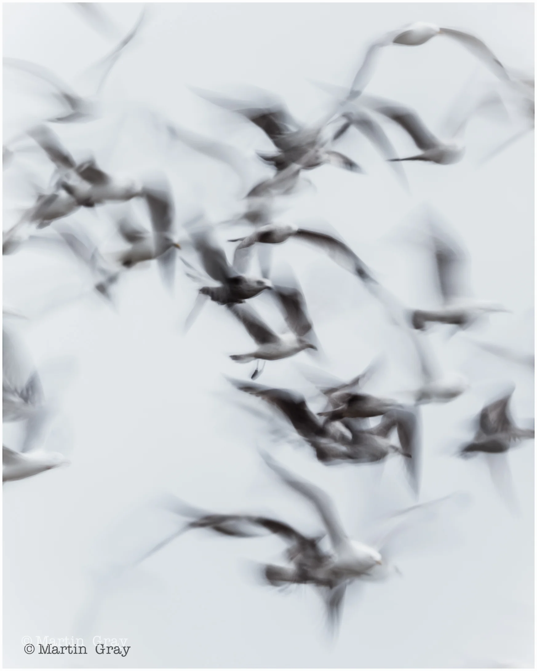‘Gulls in Motion’ … Guernsey Eisteddfod 2019 - Honours in Nature Projected Digital Image.