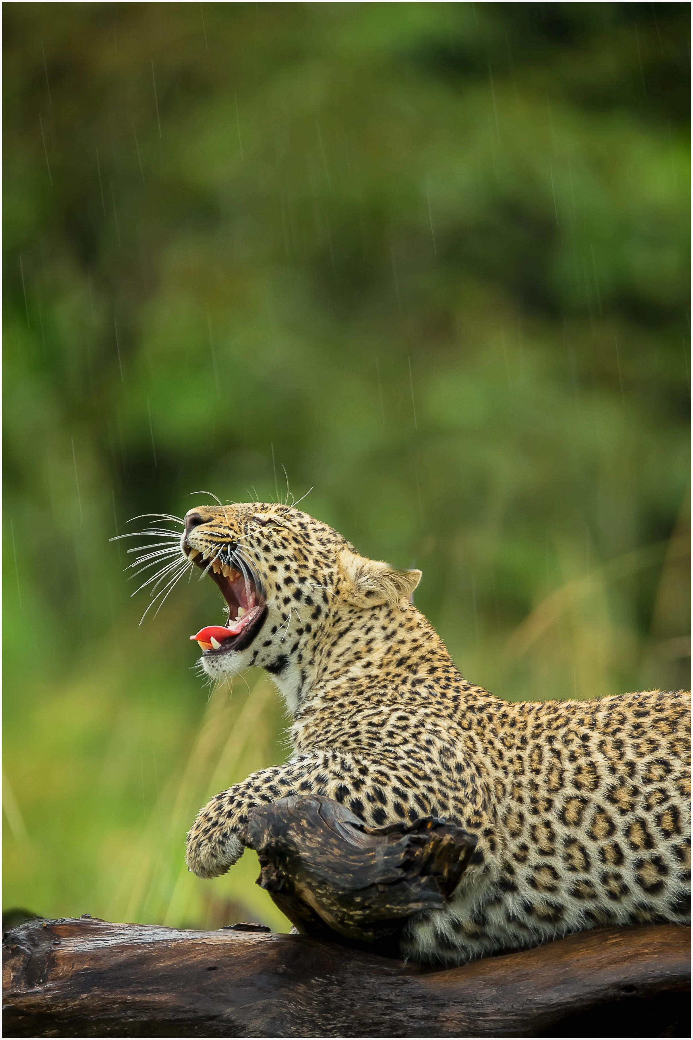 ‘Leopard in the Masai Mara Rain’… Wessex Dragons Exhibition 2019 - Nature Acceptance…