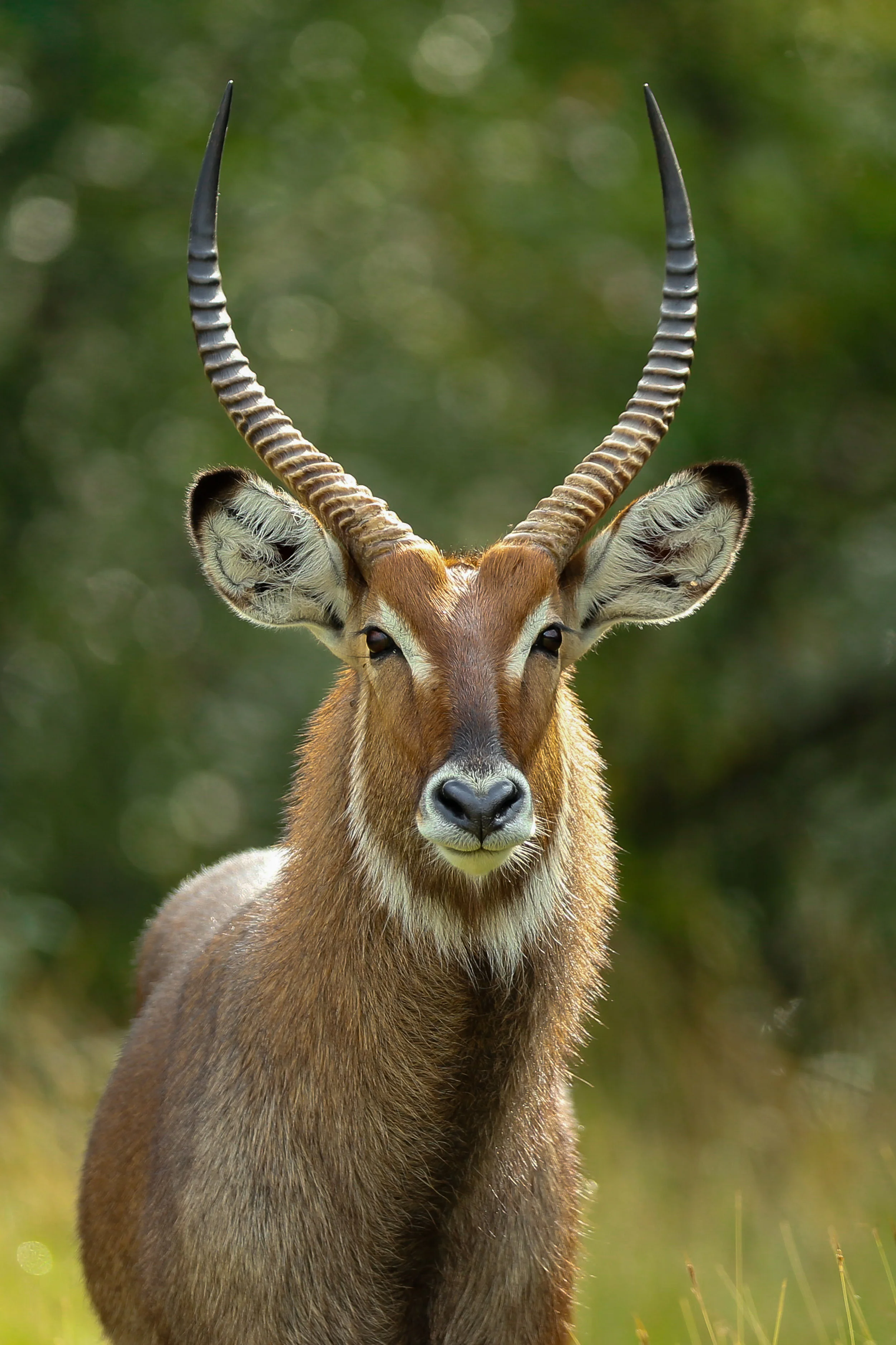 ‘Waterbuck in the Mara’… Gradac International 2019 - Nature Acceptance…