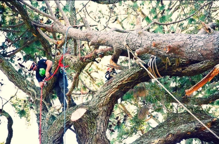 Coastal Arbor Care LLC gallery 5