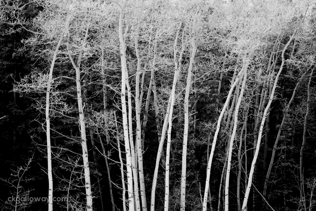 frosted-trees.jpg