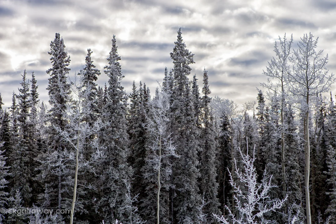 Snow-covered-trees