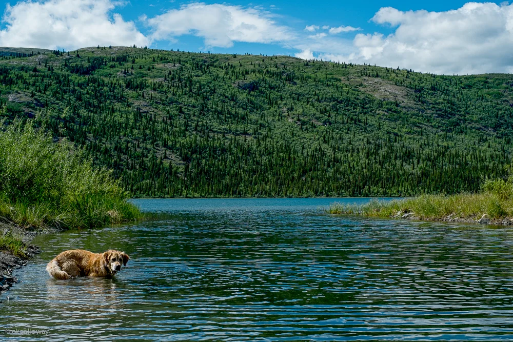 Maggie enjoying Aishihik Lake. Photo by Christa Galloway.