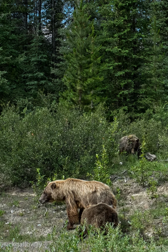 Our neighbourhood Grizzly bear family, the cubs are getting bigger. Photo by Christa Galloway.