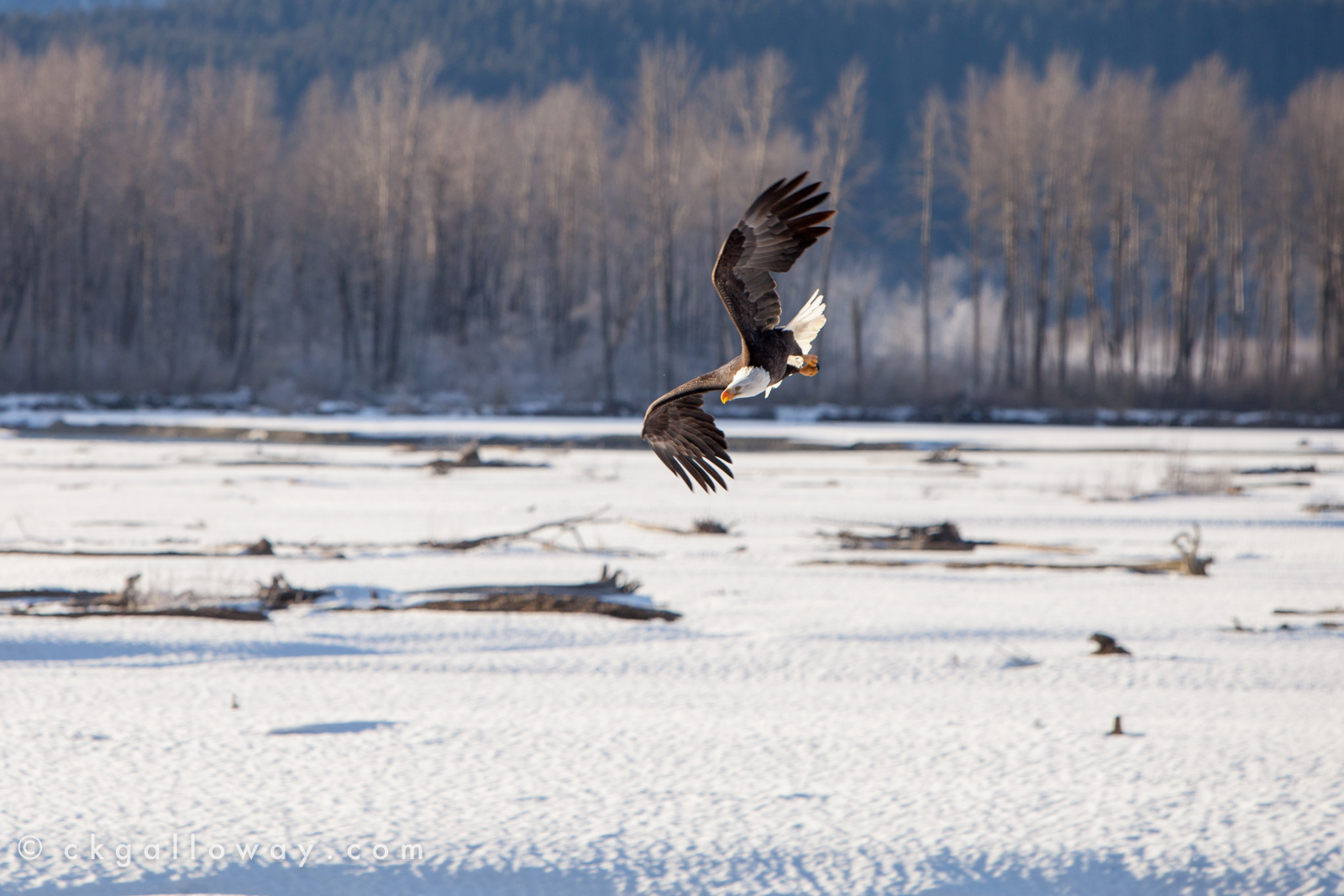 An eagle fishes on the Chilkat River. Photo by Christa Galloway.