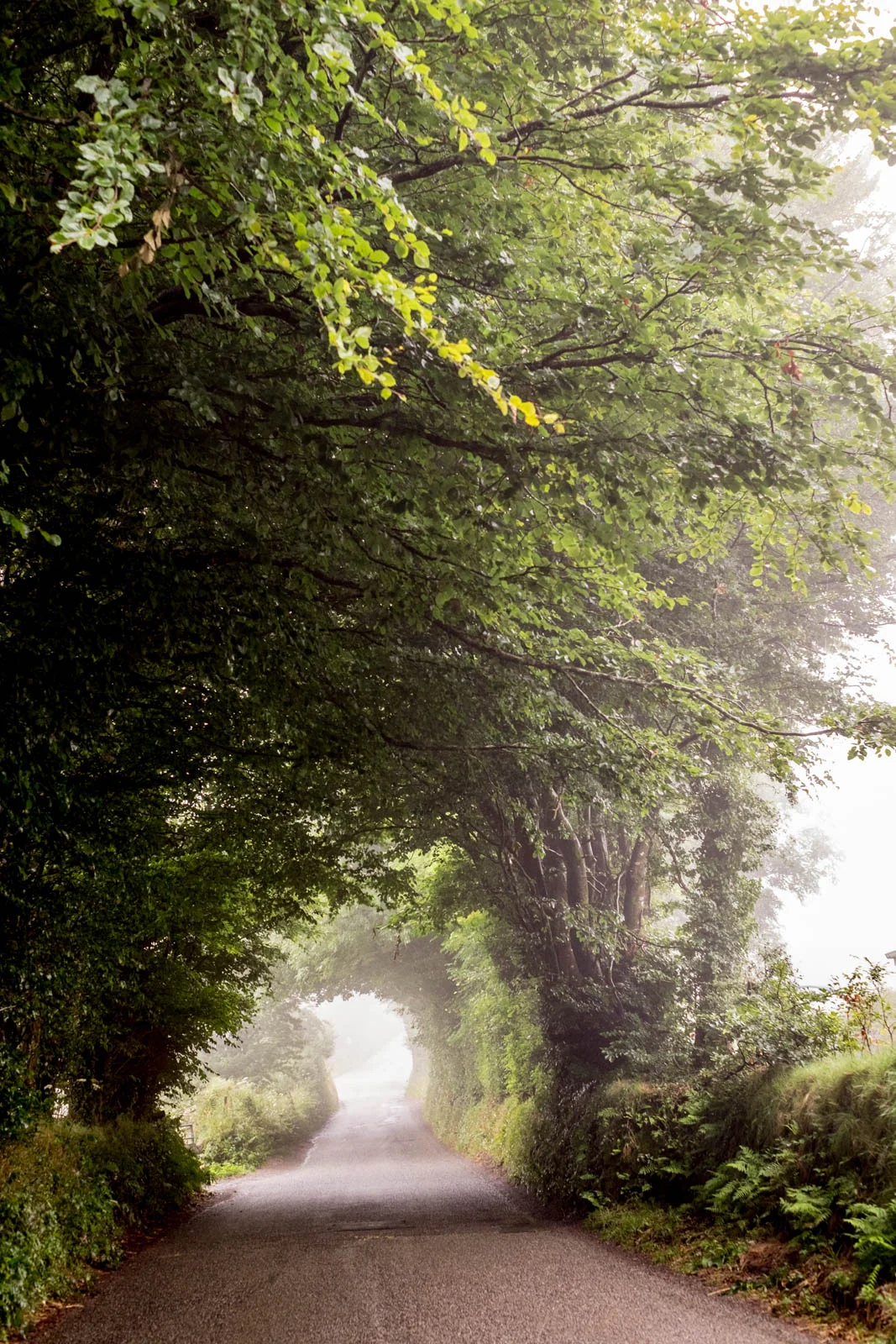 One of the less narrow roads in the Cornish countryside. I would have gotten a photo of one of the narrower roads, but I'd be taking my life in my hands.