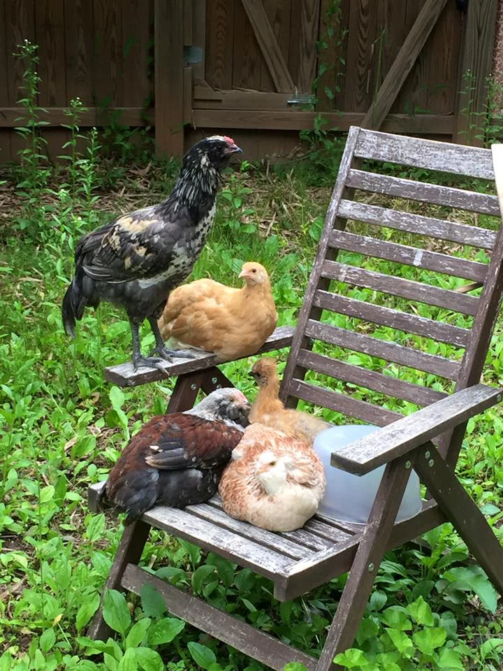 teenage chickens.jpg