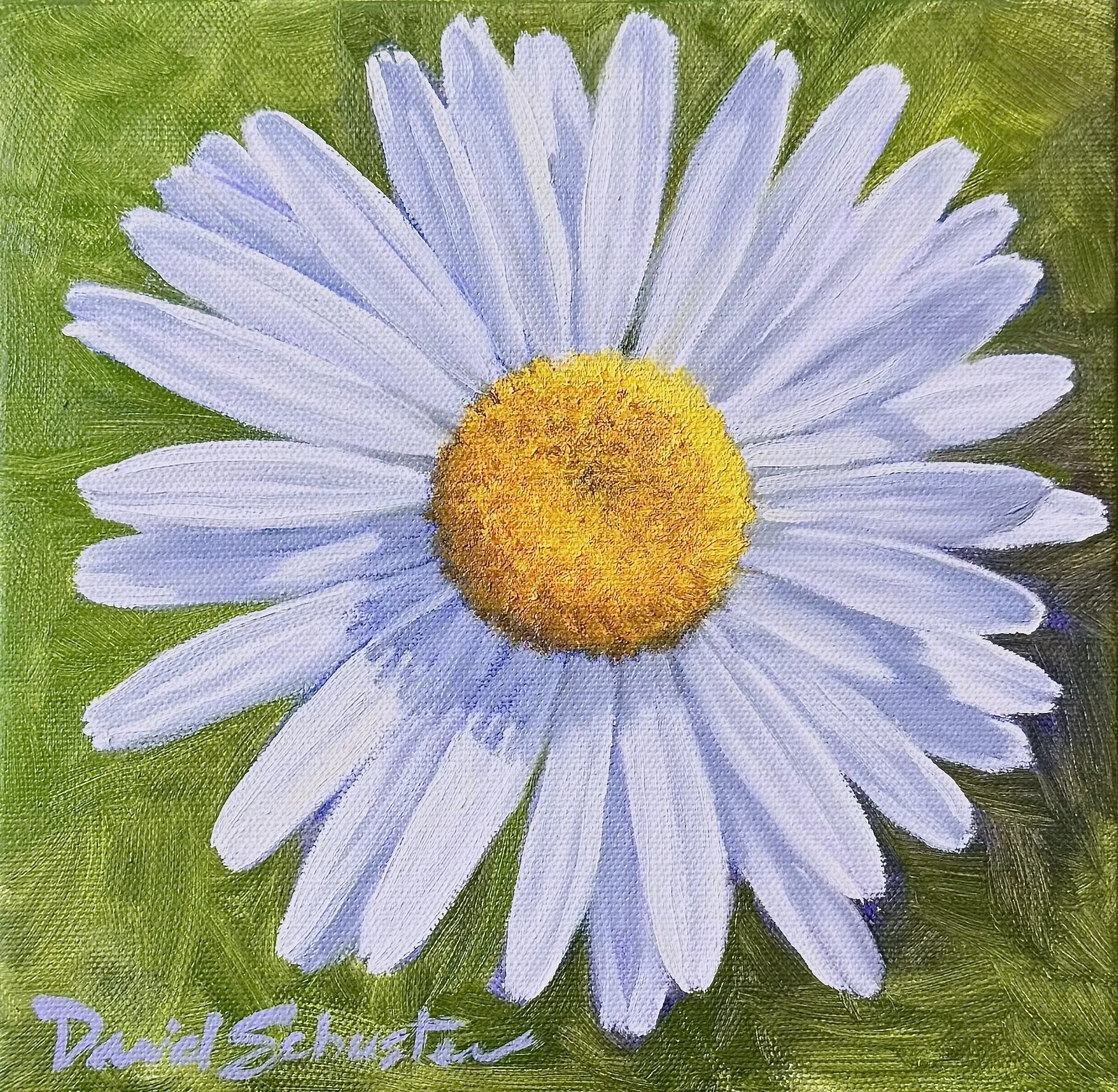 Daisy