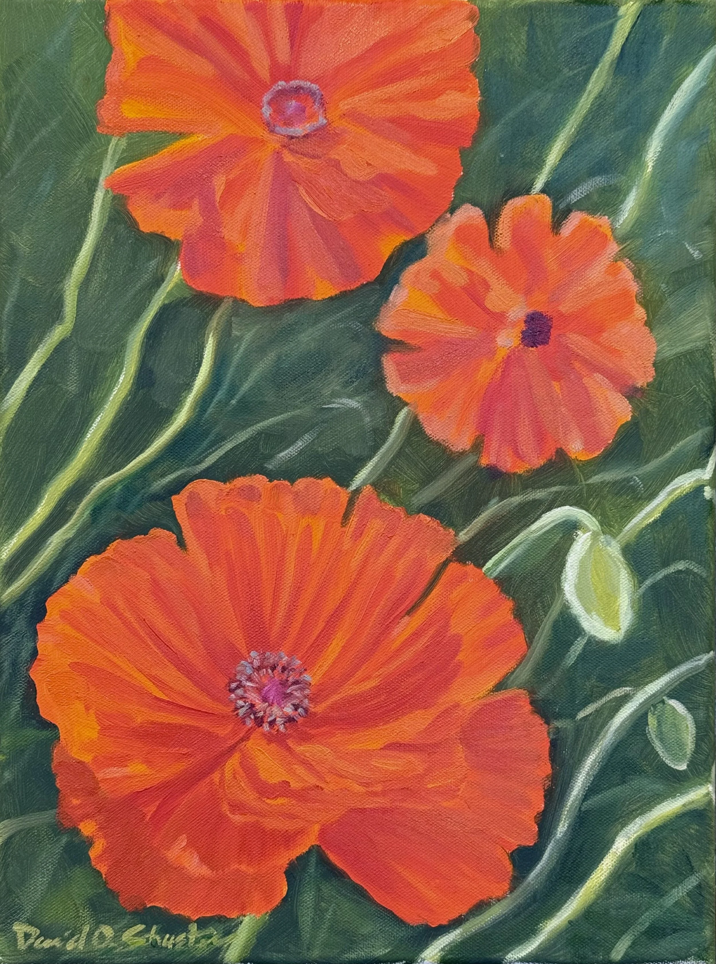 Poppies Pop