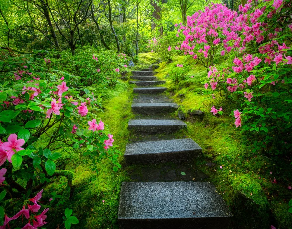 Azalea Portland Japanese Garden
