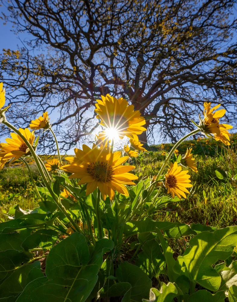 Balsam Root, Columbia Hills, WA.
