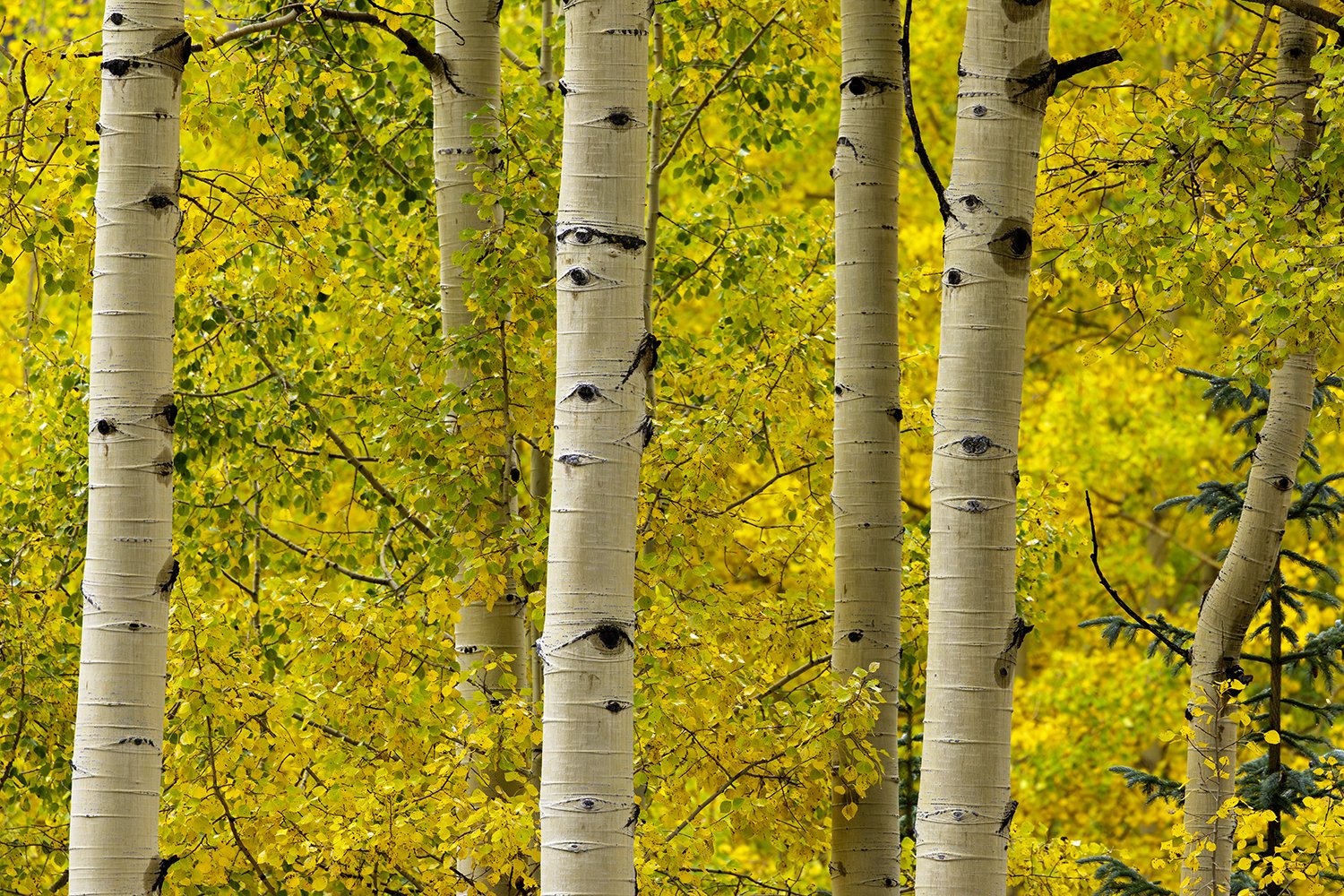 Aspen25_05web.jpg