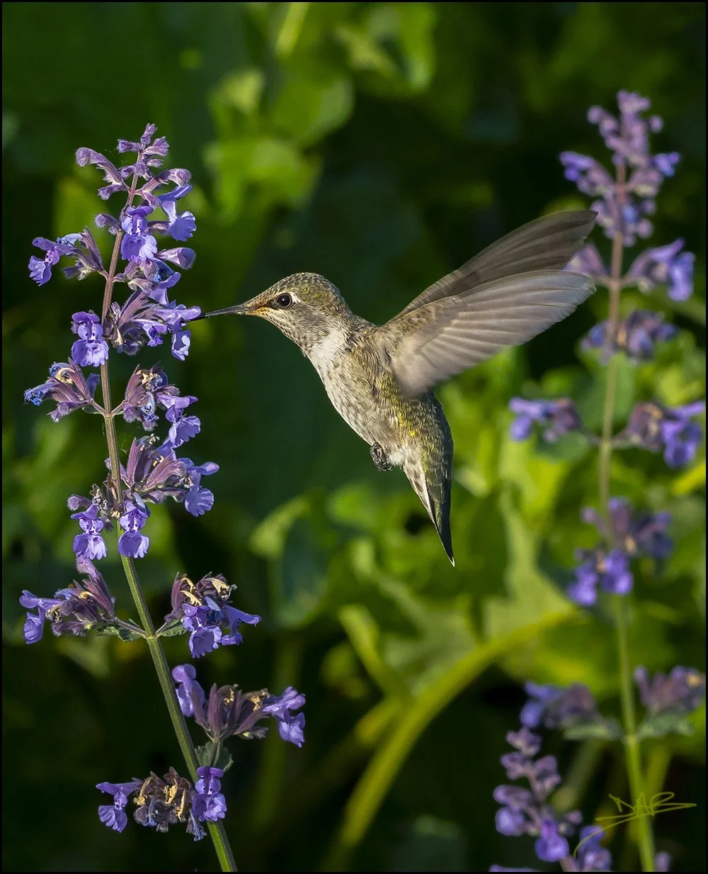 hummer18_01web.jpg