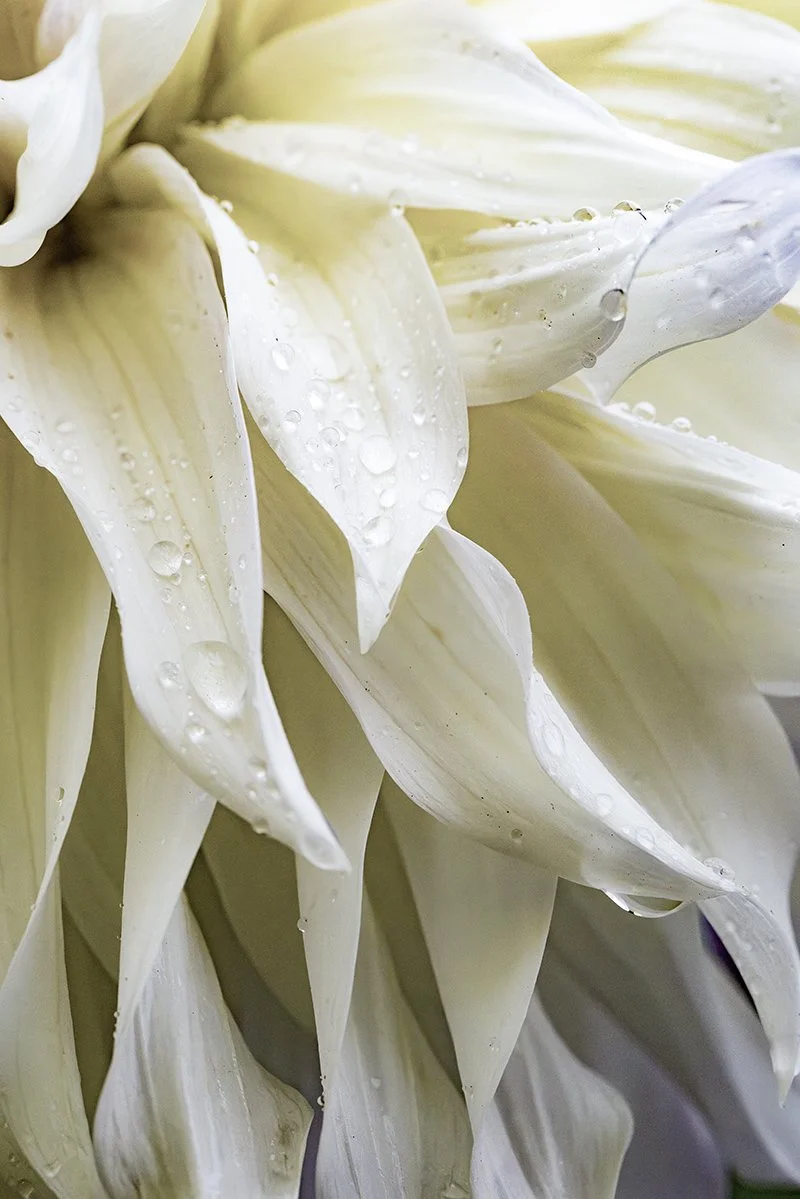 dahlia5.jpg