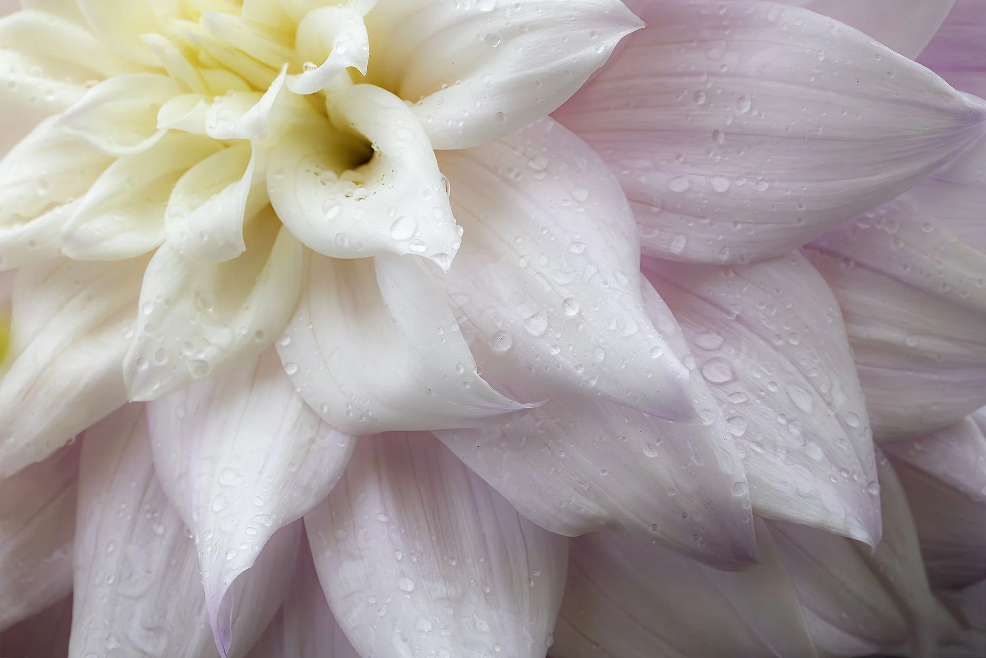 dahlia6.jpg