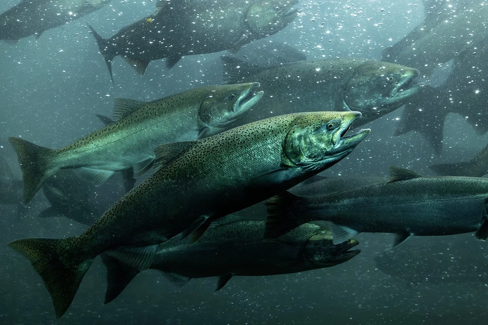 salmon26web_01.jpg