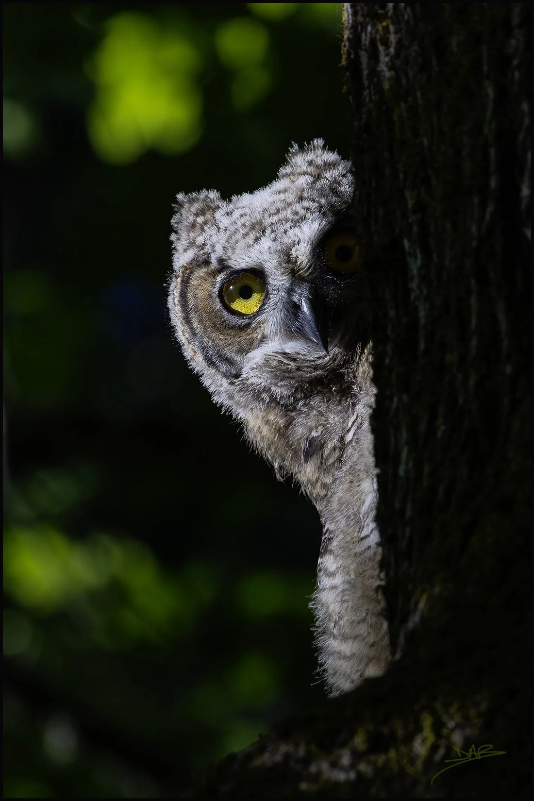 owl1_web.jpg