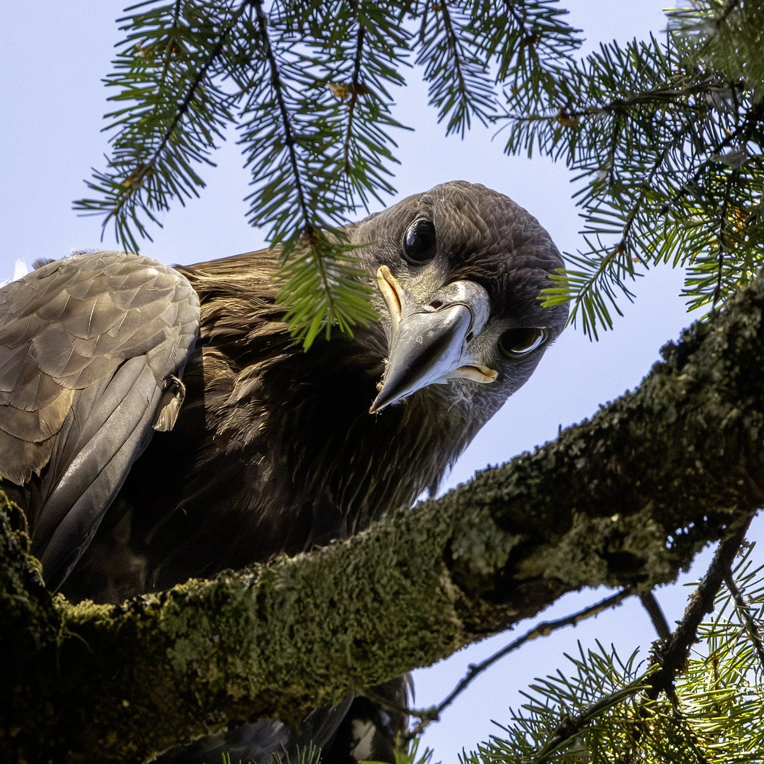 eaglet1+web.jpg
