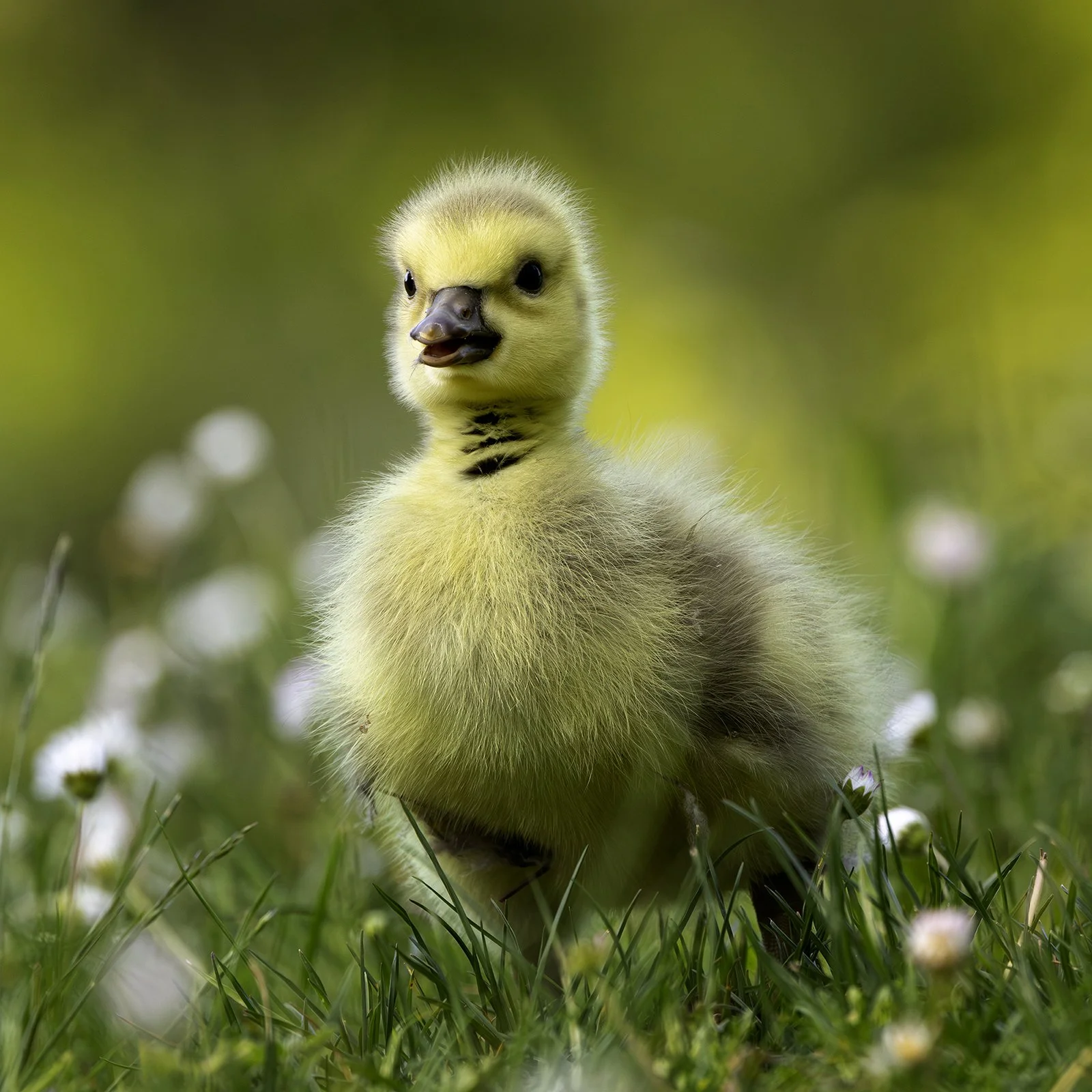 gosling3web.jpg