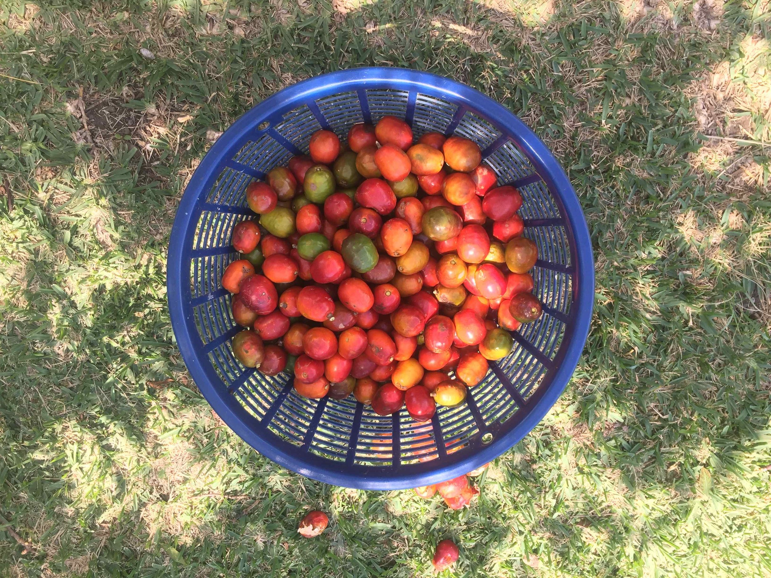 Jocotes