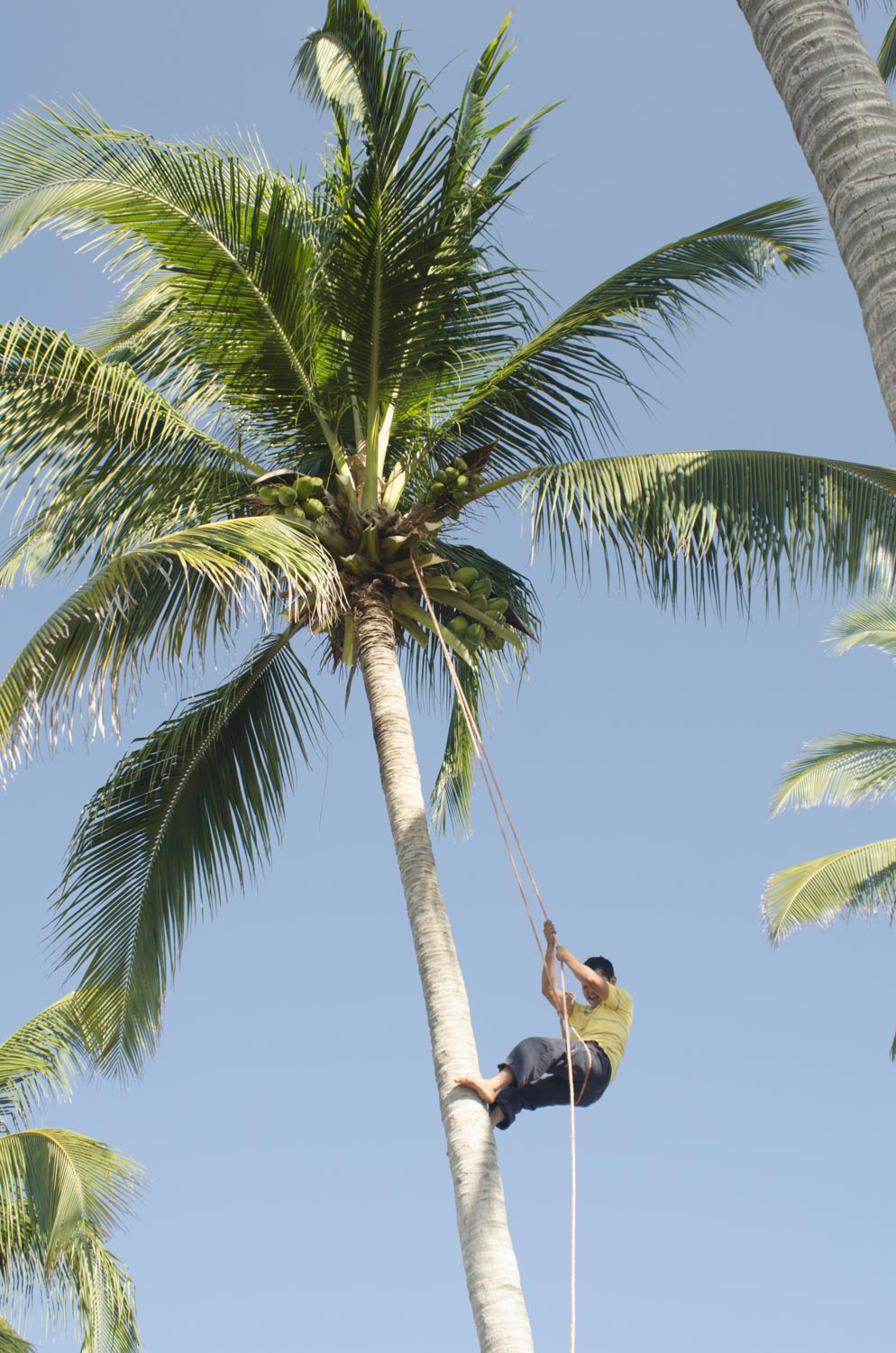 Domingo harvesting coconuts in the property